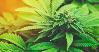 Cannabis-Hyperemesis-Syndrom: Wenn THC paradox wirkt