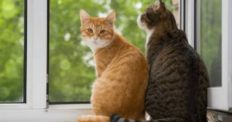 Kastration bei Katzen: Fakten und Vorteile | apomio Gesundheitsblog
