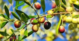 Oliphenolia: Bitteres Olivenwasser mit heilender Wirkung | apomio Gesundheitsblog