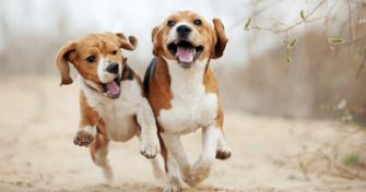 Arthrose beim Hund richtig behandeln und vorbeugen | apomio Gesundheitsblog