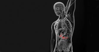 Die Pankreatitis – Was passiert bei einer Bauchspeicheldrüsenentzündung?