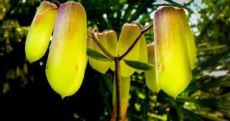 Die Goethe Pflanze - schöpferische Kraft der Botanik