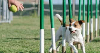 Freizeit- und Sportaktivitäten mit dem Hund | apomio Gesundheitsblog