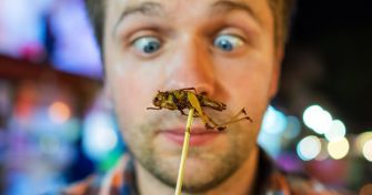 Insekten - Nahrungsmittel der Zukunft? | apomio Gesundheitsblog