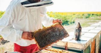 Manuka-Honig - Ein Geschenk neuseeländischer Bienen | apomio Gesundheitsblog