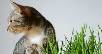 Vorsicht, Mieze! Grüne Gewächse, die Katzen schaden können