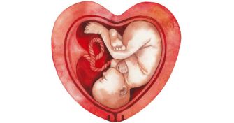 Die Gebärmutter-Transplantation: Für wen kommt es in Frage? | apomio Gesundheitsblog