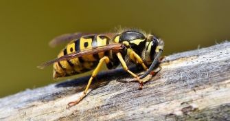Bienen machen Honig. Und Wespen? | apomio Gesundheitsblog