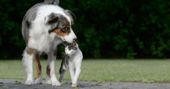 Zecken bei Haustieren richtig bekämpfen