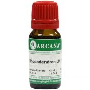 RHODODENDRON ARCA LM 6