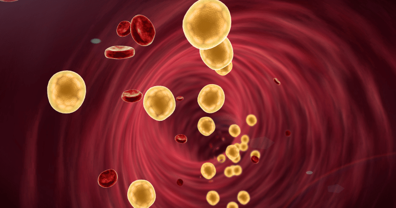 Cholesterin: Fluch oder Segen? | apomio Gesundheitsblog