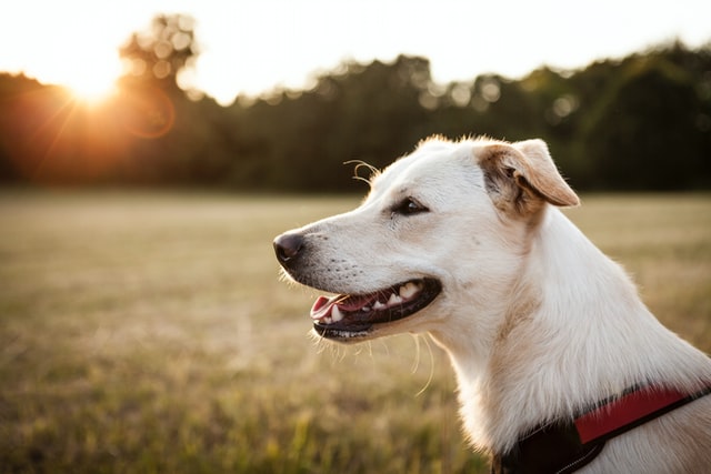 Hund steht auf einer Wiese mit geöffnetem Maul und im Hintergrund sieht man den Sonnenuntergang.
