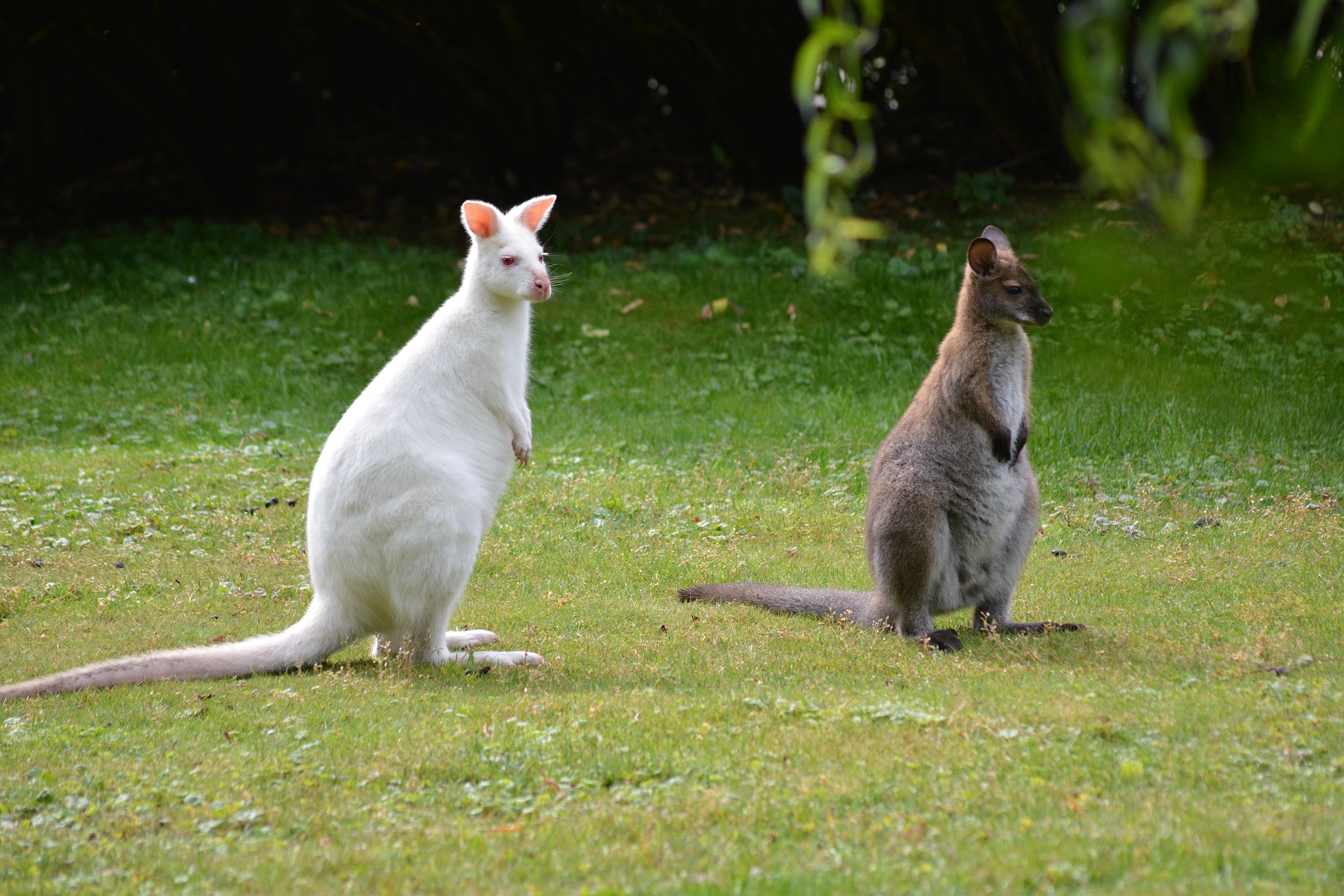 Känguru mit Albinismus  - apomio.de Gesundheitsblog - Albinismus: Ursachen, Symptome und Therapie