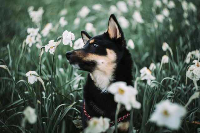Ohrenentzündung Hund: Hund steht in einer Blumenwiese und schaut zur Seite.