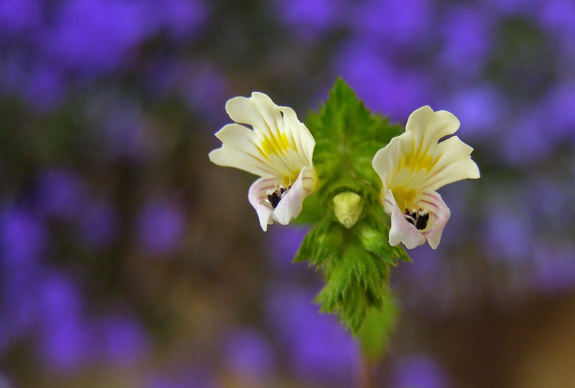 Auf dem Foto ist die Blume "Euphrasia" scharf zu sehen. Der Hintergrund schimmert unscharf in der Farbe Lila.