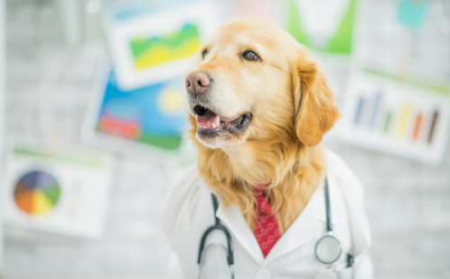 Hund als Arzt - apomio.de Gesundheitsblog